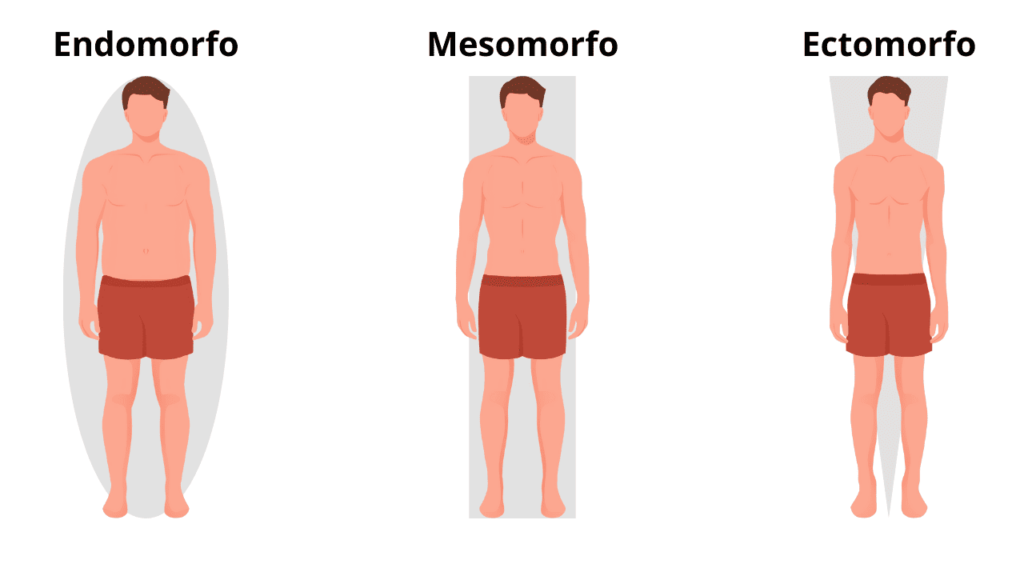 Boa genética para musculação. Imagem ilustrativa de homens representando cada biotipo (ectomorfo, mesomorfo, endomorfo)